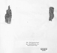 Arachnopeziza aurelia image